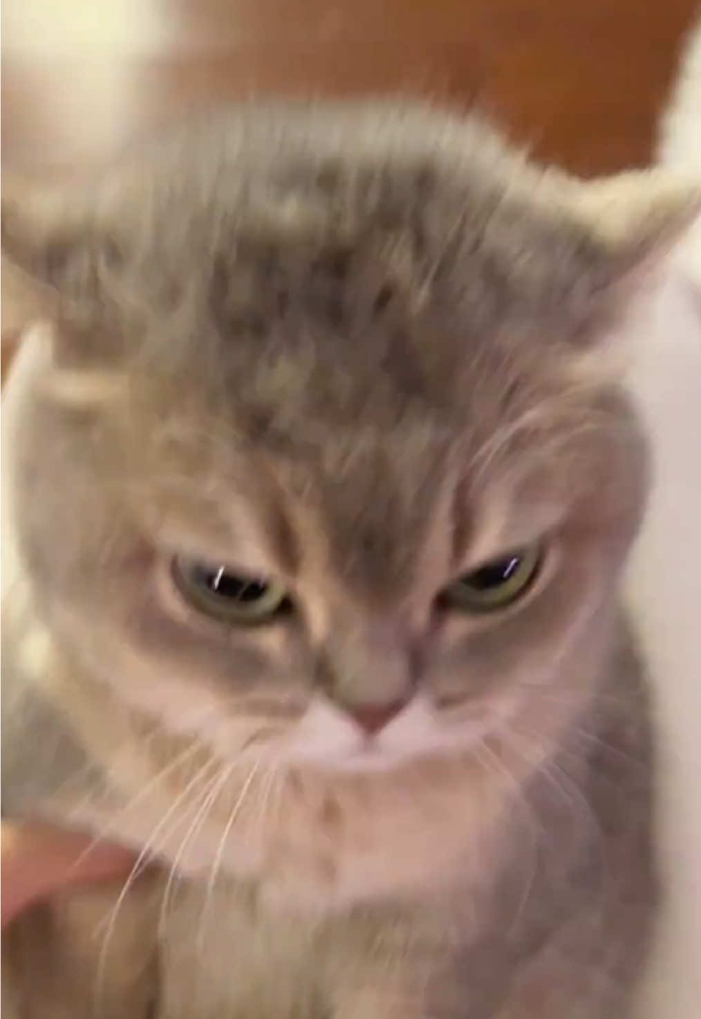 The cats you might know#cutecat #kucing #pet #kitty 