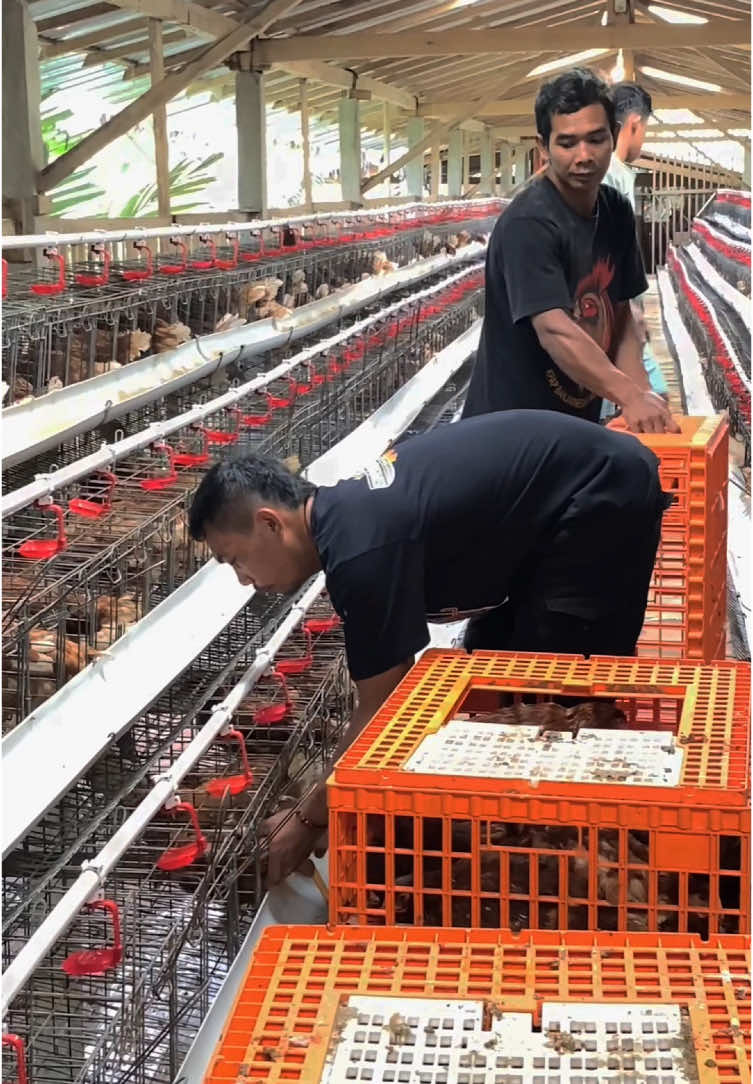 #CapCut bukan begitu ketua,? #ayampetelur #peternak #peternakmuda #kandang #kandangayam #bosmuda #fyp #lewatberanda 