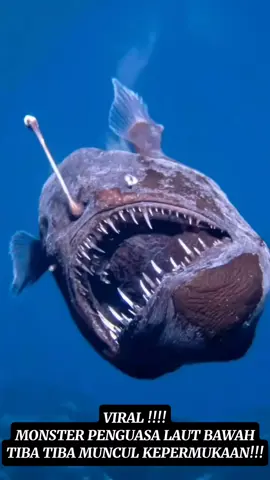 Monster penguasa laut dalam #viral #fypage #fypage 