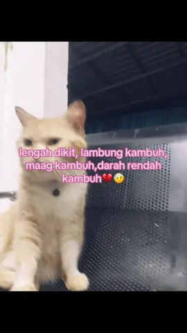 #berandatiktok #xyzbca #fyppppppppppppppppppppppp #fypdong #foryoupage #penyakit 