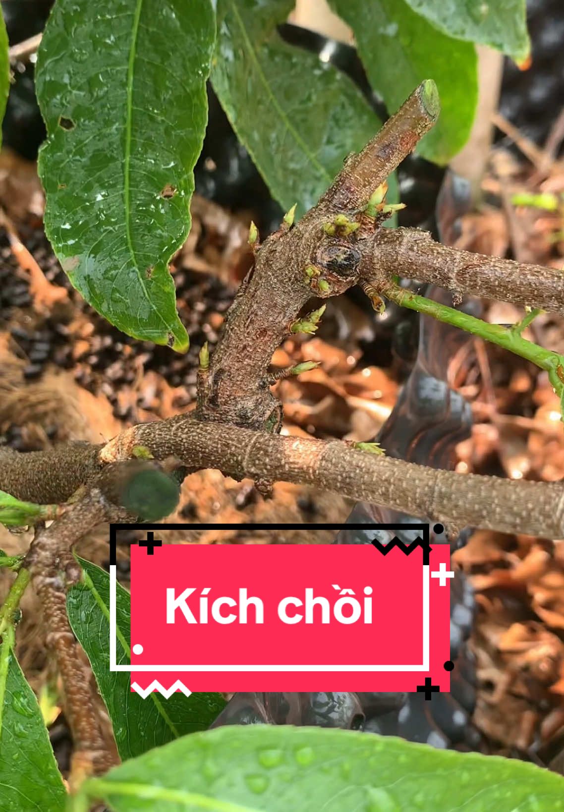 Kích chồi tạo tán mai #langmaibinhloi #vườnmaiquyên #maivang #làngmaivàng #mai 