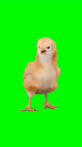 baby chick chirping green screen video. #chick #chicken #baby #cute #fyp #greenscreenvideo 
