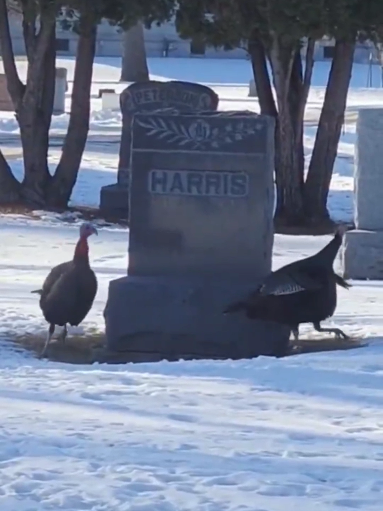 Eerie Omen? A group of turkeys circling a 'Harris' gravestone A video from North Dakota, USA, showing three turkeys walking in circles around a gravestone 'Harris', has gone viral on social media. Some users speculate that the birds’ unusual behavior is simply due to their instinct to follow a leader, while others see it as an ominous sign. Coincidence or something more? What do you think? . #Fargo #NorthDakota #TurkeyMystery #BizarreNews