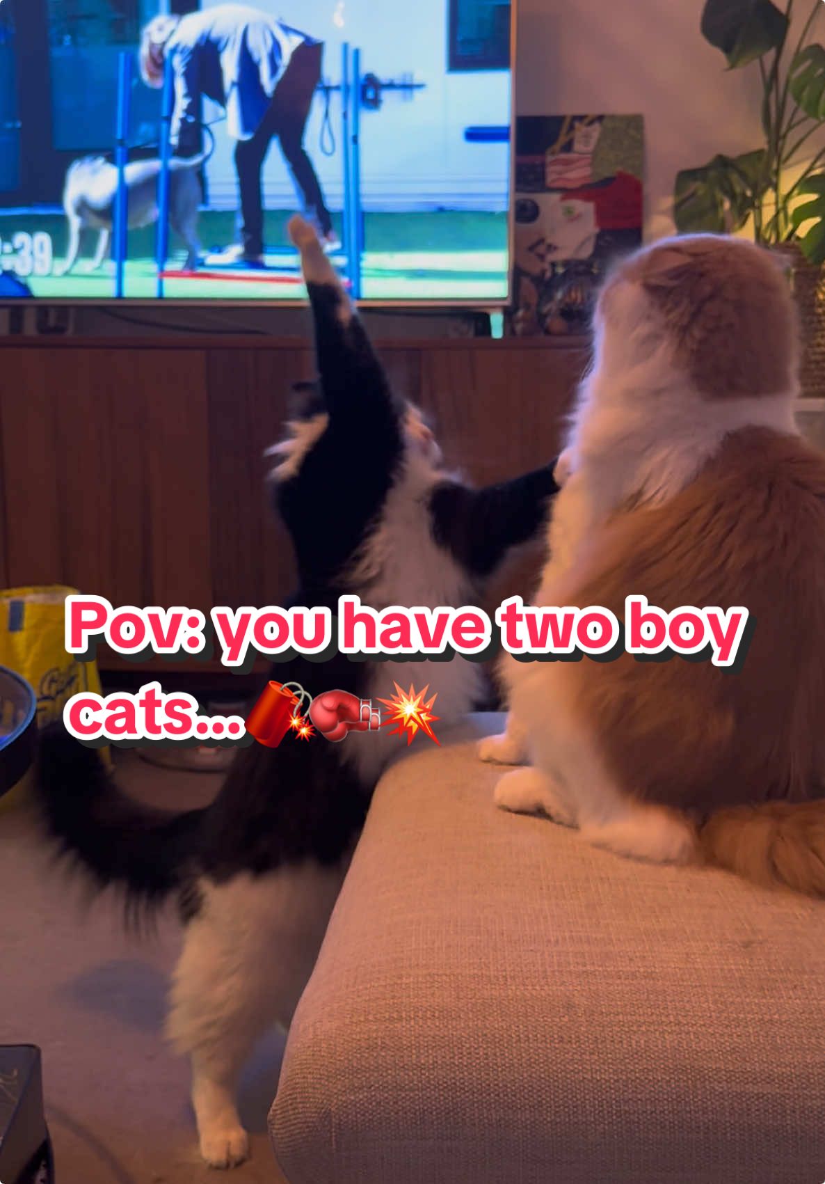 Life with two boy cats: constant warzone. #cat #cattok #fyp #katt #CatsOfTikTok #cattiktok #catfight #orangecat #orangecatbehavior #tuxedocat 