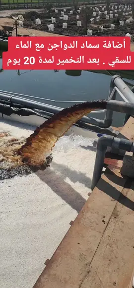 #الزراعة #البستان #النخيل #بيوت #الشعب_الصيني_ماله_حل😂😂 #تنمية #تنمية_الذات #اكسبلور #بريم #تنمية_بشرية 