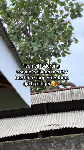 #egigank #tigermodifikasiblitar #pcstyle 