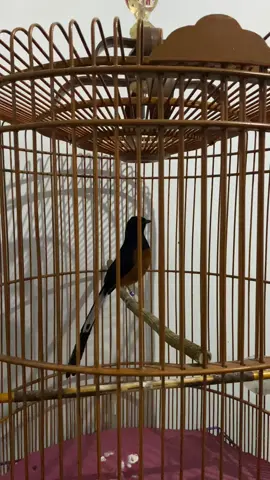 Murai Roll Panjang RR #murai #muraibatu #muraibatuindonesia #muraibatumedan #muraibatumania #muraibatugacor #fyp #foryoupage #viraltiktok #muraiekorpanjang #muraiviral #muraibatujuara #tiktokviral #tiktok #viral #gantanganburung 