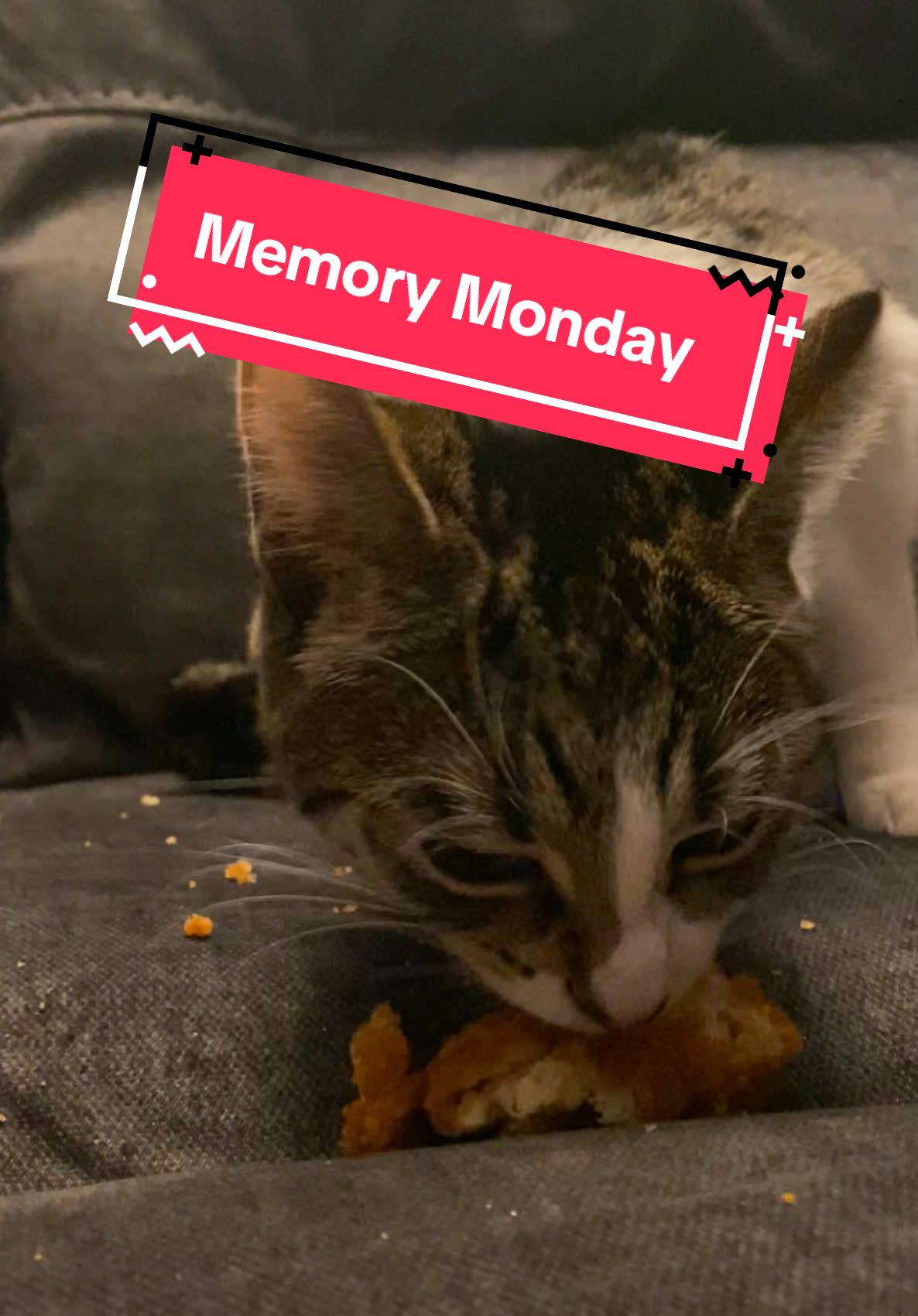 Memory monday with sophie about how Ysera got her nickname nuggy #ysera #yseratok #kitten #cute #specialcat #catsoftiktok #kitty #goodmorningysera #catsofinstagram #catsoffacebook #ndd #neurodegenerativedisease #yserasarmy #memorymonday 