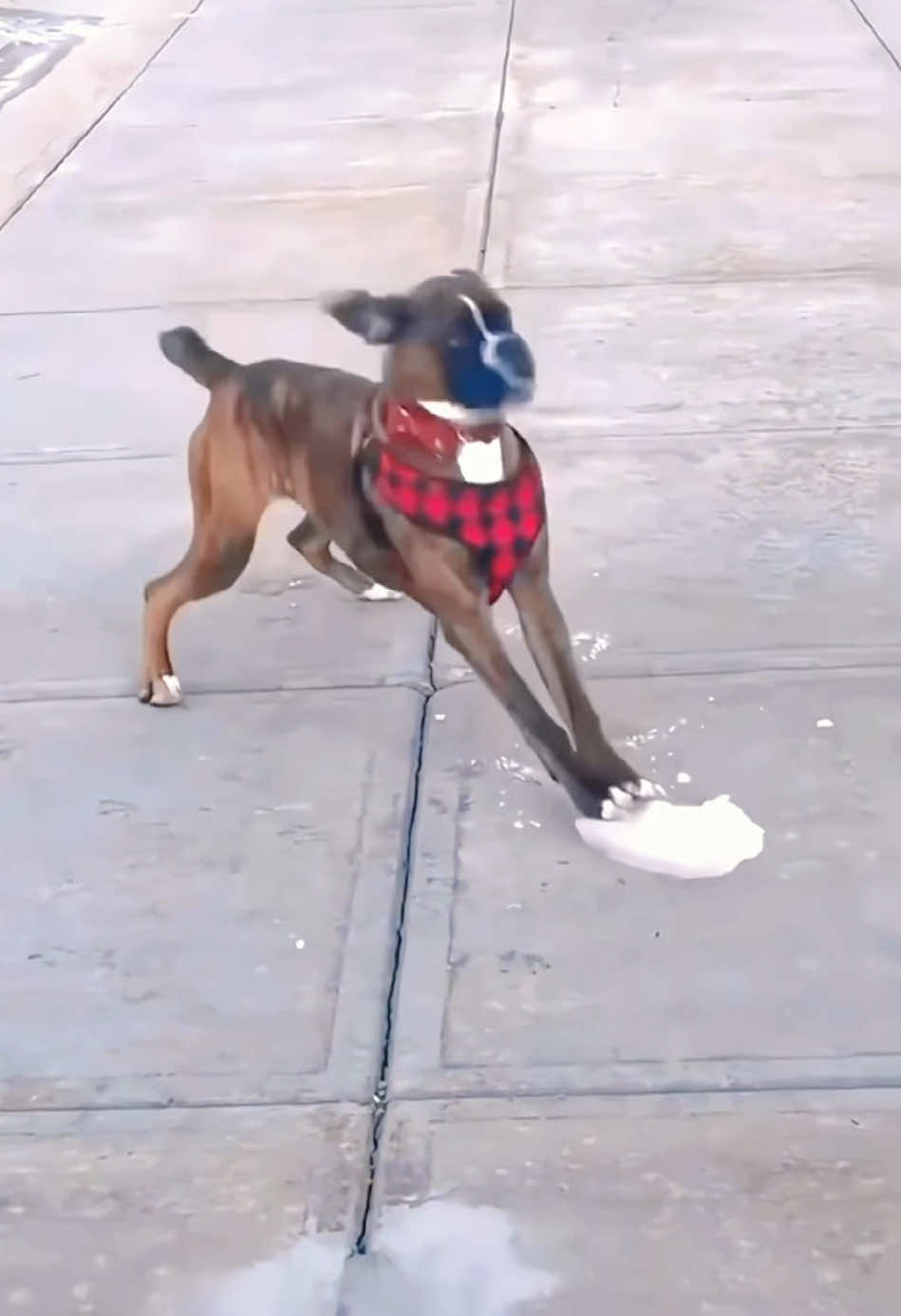 Try not to laugh 😂😂😂 #animals #funny #pet #dog #funnyanimals #funnyvideos #haha #dogsoftiktok #funnypets #PetsOfTikTok #cat 