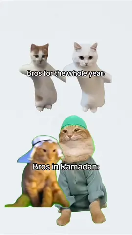 Tag that bro #muslim #islam #muslimtok #cat 