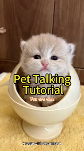 Pet talking tutorial  #dreamface #ai #pettalk #tutorial #pet #cat #kitty #howtotiktok