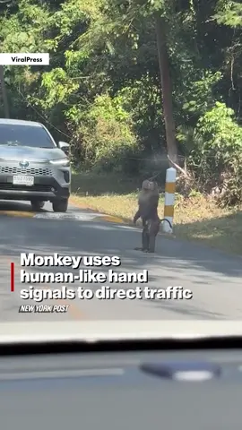 Monkey uses human-like hand signals to direct traffic
