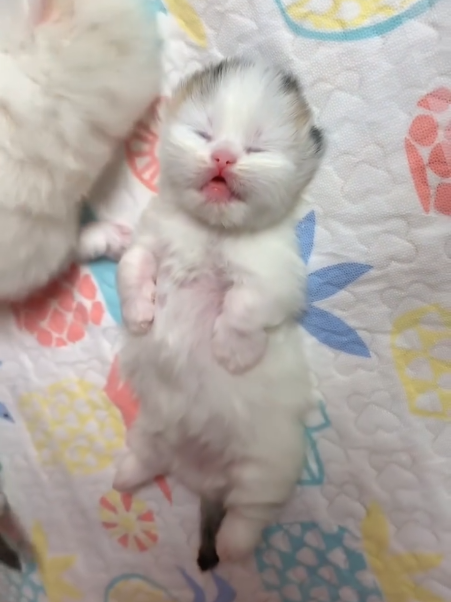 baby Cat sleeping cuteness overloed cute kitten video ever #cats #fyp #viral_video #catlover 