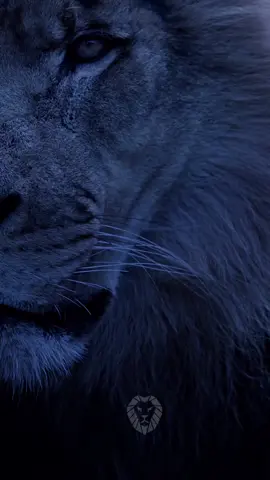 Os desafios da vida não são para te enfraquecer, mas para te fortalecer. Quem você escolhe ser? Uma presa que foge ou um leão que enfrenta tudo de cabeça erguida? Seja forte, seja feroz, seja indomável!🦁✨ #mentalidade #leao #testosterone
