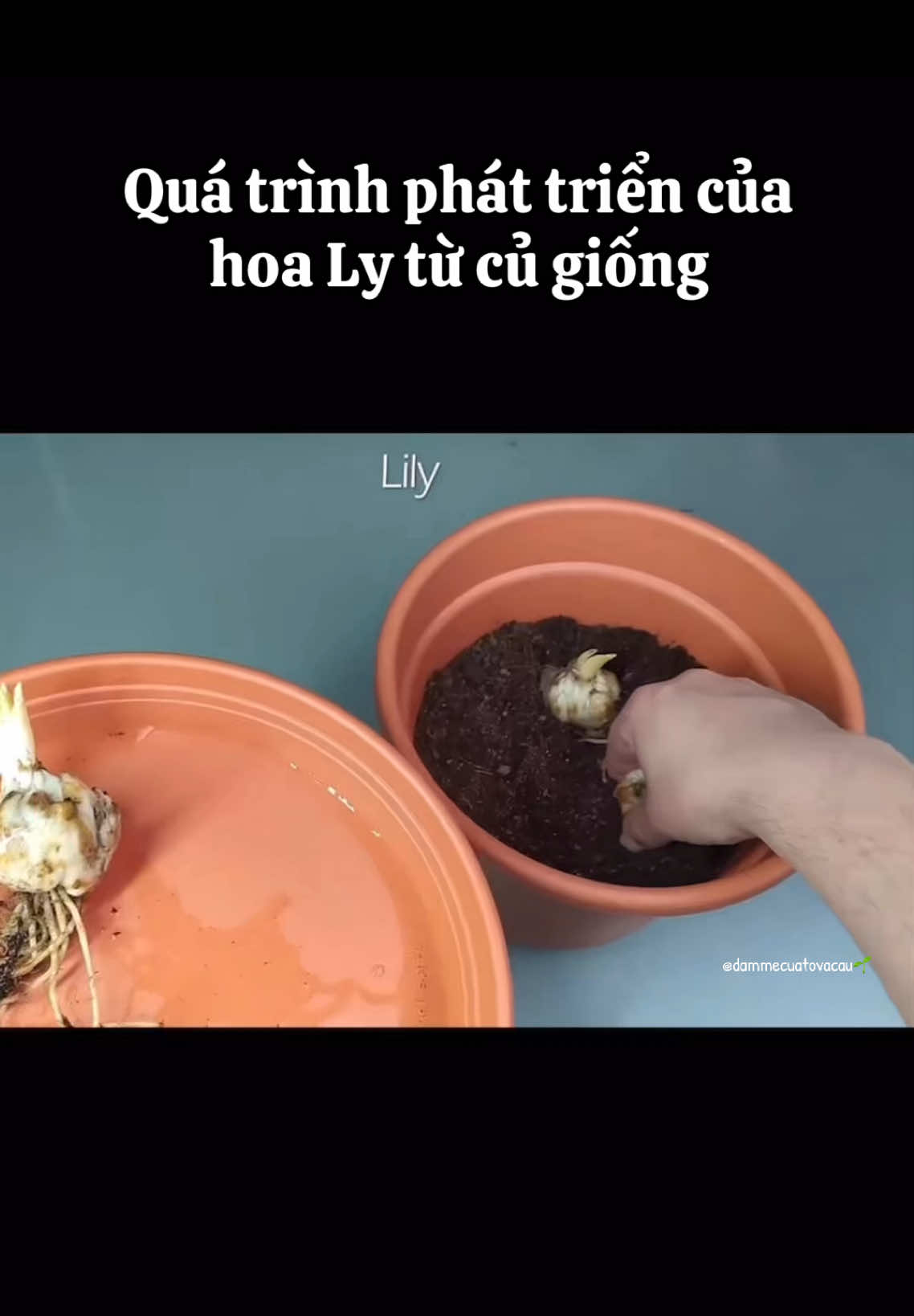 Quá trình phát triển của hoa Ly từ củ giống (Đã được ủ mầm)                   #tronghoaly #cuhoaly 