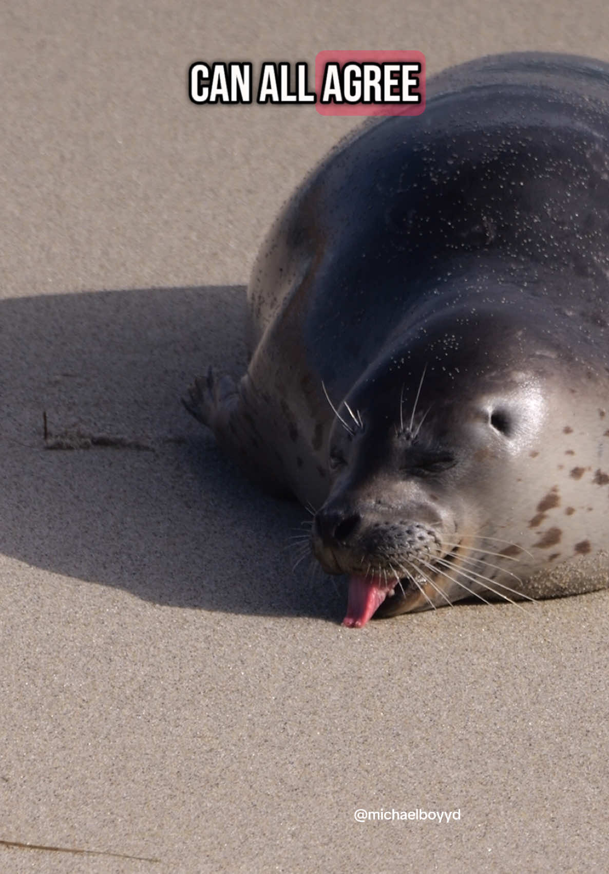 weird seal #seal 