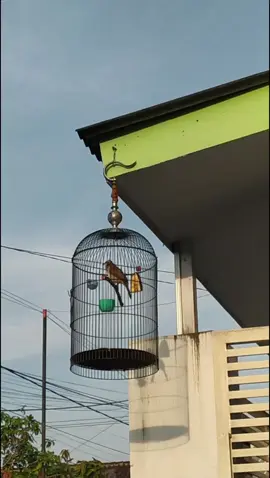 tangi awan sitik panggah enak ae #fyp #fypage #fyppppppppppppppppppppppp #trucukbalap #kicau #kicaumania #kicaumaniaindonesia #kicaumanianusantara #kicauburung #trucuk #trucukan #trucukanmania #trucukanropel #trucukanindonesia #trucukangacor #ropelmania #ropelmaniaindonesia #ropelmanialumajang 