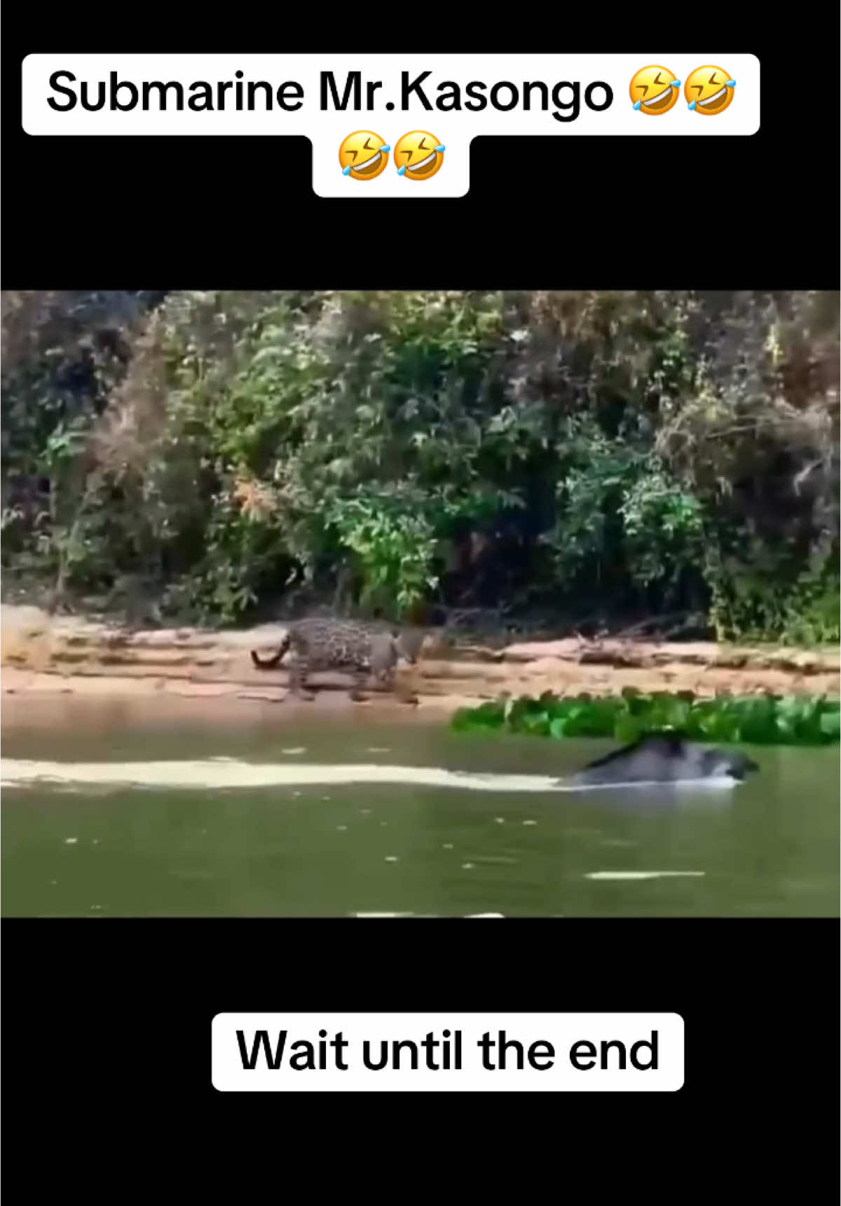 #leopard #animals #funnyanimals #kasongo #Warthog #foryoupage #funnyvideos #