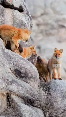 A pack of dholes, a species under first-class national protection, was recently spotted at a national nature reserve in northwest China's Gansu~ #wildChina #dhole #Gansu #nature #rare