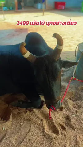 เดินทางมาไกล เต็มที่เสมอ ที่เหลือทำเอาเอง 27นี้คู่7 มีคำตอบ #ดุงด้างองค์ชายเล็ก2499 #แร้มโบ้ #หวานเจี๊ยบ #สนามชนโคสมหวังสเตเดี้ยม #ค่ายโคม่วงงามเสี่ยกฤตสงขลา 