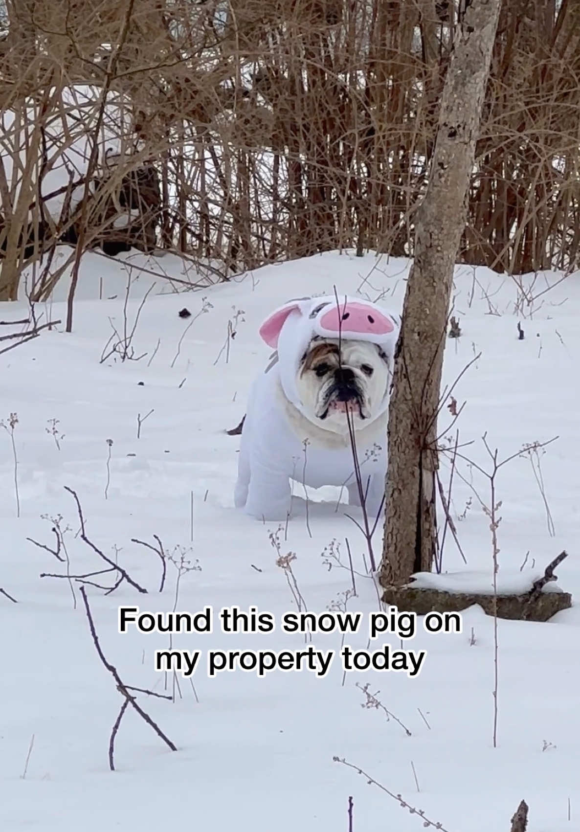 Should I keep it? ❄️🐷 #pua #moana #pigsoftiktok 