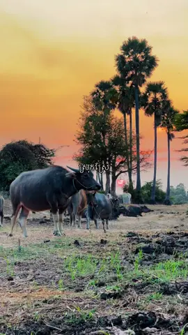 #នឹកស្រុកកំណេីត🌾🥰🥺 #tpyシ 