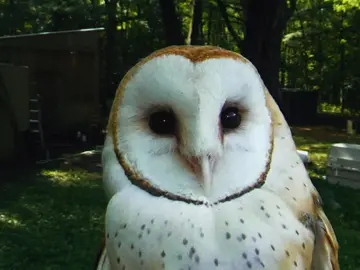 Barn Owls <3 #edit #fyp #barnowl #deftones #diamondeyes Uhh a little different from my usual post but I wanted to edit something different..