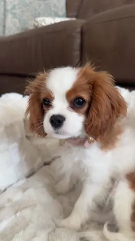so little🥹 #cavalier #pinterest #cavalierkingcharles #puppytiktok #dogsoftiktok #aesthetic #fypシ #puppy #coquette #cutedog #abcxyz #pink #dogambassador #cavalierkingcharlesspaniel #cutedogs #cavalierpuppy 