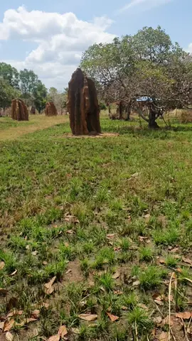 Wisata Unik di Ujung Timur Indonesia: Seribu Musamus di Merauke Di ujung timur Indonesia, tepatnya di Merauke, terdapat fenomena alam yang unik—ribuan sarang semut raksasa! Sarang ini, yang disebut musamus oleh masyarakat setempat, bisa mencapai tinggi 2 hingga 3 meter. Saking banyaknya, kawasan ini akhirnya dijadikan sebagai Wisata Seribu Musamus, destinasi wisata yang menawarkan keindahan alam sekaligus keunikan ekosistem. Bagi pencinta alam dan wisata unik, tempat ini wajib masuk dalam daftar perjalanan! #WisataIndonesia #ExploreMerauke #SeribuMusamus #SarangSemutRaksasa #KeajaibanAlam #JelajahPapua #WisataUnik #HiddenGemIndonesia
