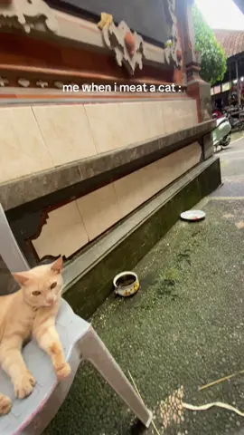 🐱