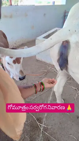 That’s part of Hindu culture #cow is like god for Hindus 