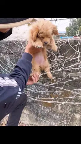 Rescue a puppy on the road 🙏🙏🙏🙏🙏🙏🙏🙏❤️❤️❤️❤️❤️❤️❤️❤️❤️#rescue #rescuedog #rescuepuppy #rescueanimals #dog #dogsoftiktok #puppy #animals #animalsoftiktok #fyp 
