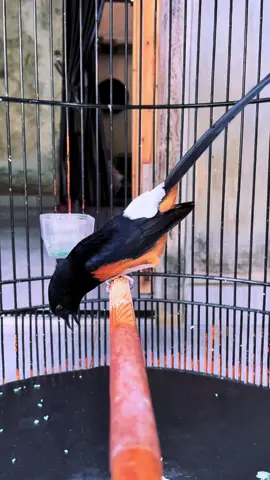 Kita nikmati hasil prosesnya☕️#komunitasmuraibatuindonesia #videoviral #viralvideo #fyp #muraibatu #muraijakarta #viraltiktok #muraibatuindonesia #murainusantara #murainusantara #storykicaumania #foryou #fypシ゚ 