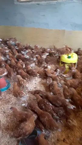 3 months old layers for sale @500 ksh each . They are fully vaccinated and are about to lay in 1 months time . We are located in mwihoko where you can pick up and we organise deliveries too. 3 days old layers @160 0729544936 #eaglespoultryfarm #commerciallayers #layers 