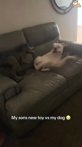 Dogs scared by toys #dog #dogs #dogsoftiktok #fyp #funnyvideo 