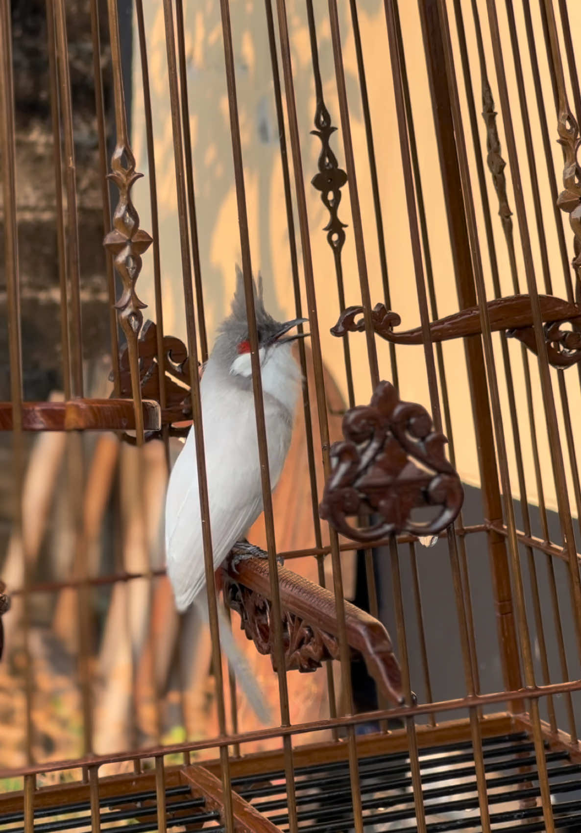 ลูกนก สีเทา 🦅🕊️#นกกรงหัวจุก #นกกรงหัวจุกแฟนซี #นกกรงหัวจุกสายเเข่ง #เพลงนกกรงหัวจุก #เสียงนกกรงหัวจุก 
