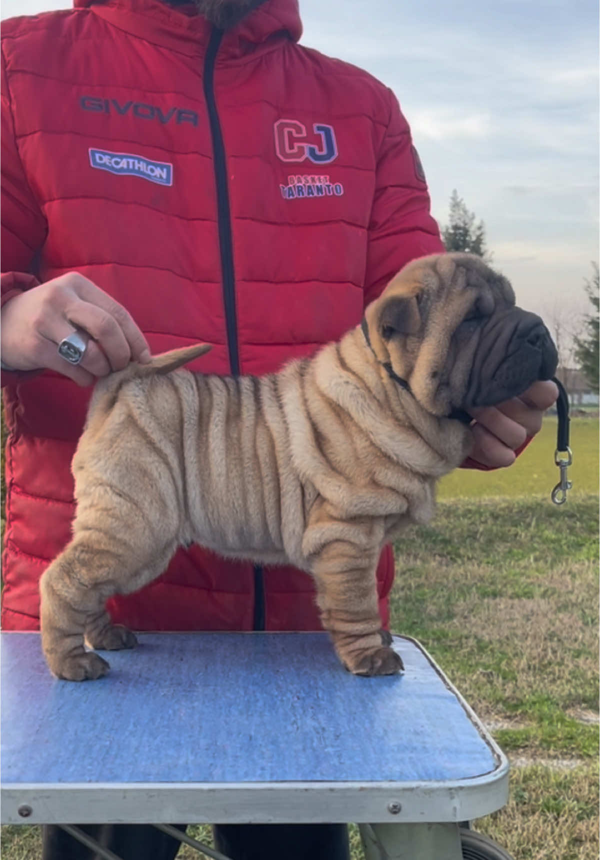 Crispy on the outside, creamy in the inside as a Ferrore Rocher 🤎🍫 • • • #allevamentoenci_fci #allevatoriitaliani #breeder #avaiable #disponible #allevamentocani #sharpeipuppylove #sharpeilove #sharpeipuppy #sharpeisoftiktok #sharpei 