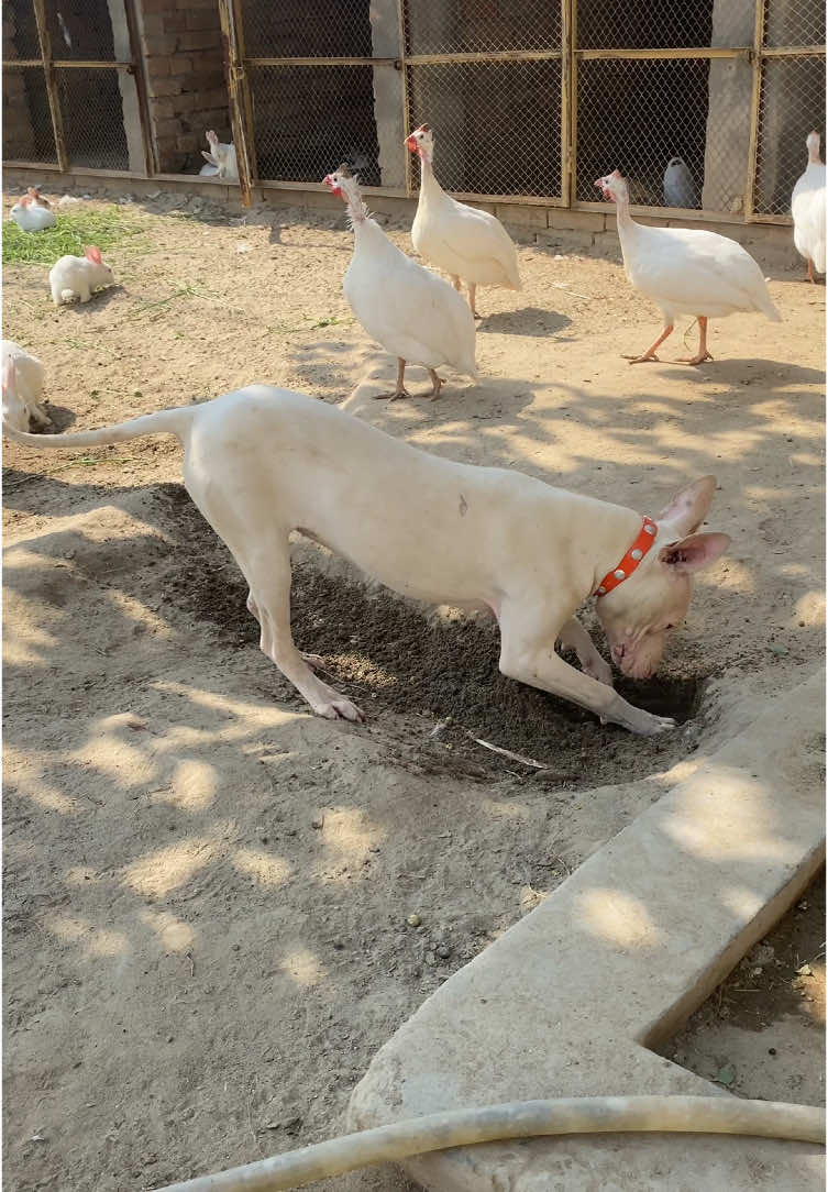 Why does Jackie see digging the ground? #gultairdog #gultairpuppy #minizoo #guineafowl #rehmanchvlogs 