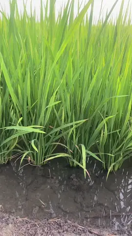 ทุ่งนายามเย็นอากาศดีมาก🌾🥰#วัยรุ่นทำนา&แม่ค้าตลาดนัด