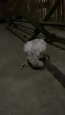 Ubur ubur ikan lele…teTELO le 😭 #ayambangkoksuper #ayamputihmulustembus #ayamhias #ayamsuroan #seropatifarmLA #lamonganmegilan #fyp #fypage 