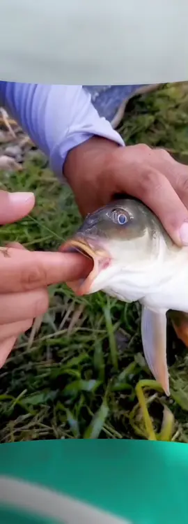 New hook remover—simple and practical, a must-have for anglers. No matter how deep the hook is, it gets it out easily. #Fishing #PondFishing #WildFishing
