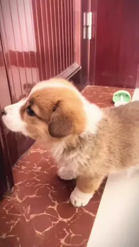 sao lại nhốt tôi.#lovelydogs #cutedogs #dogsoftiktok #fyp #xuhuong 