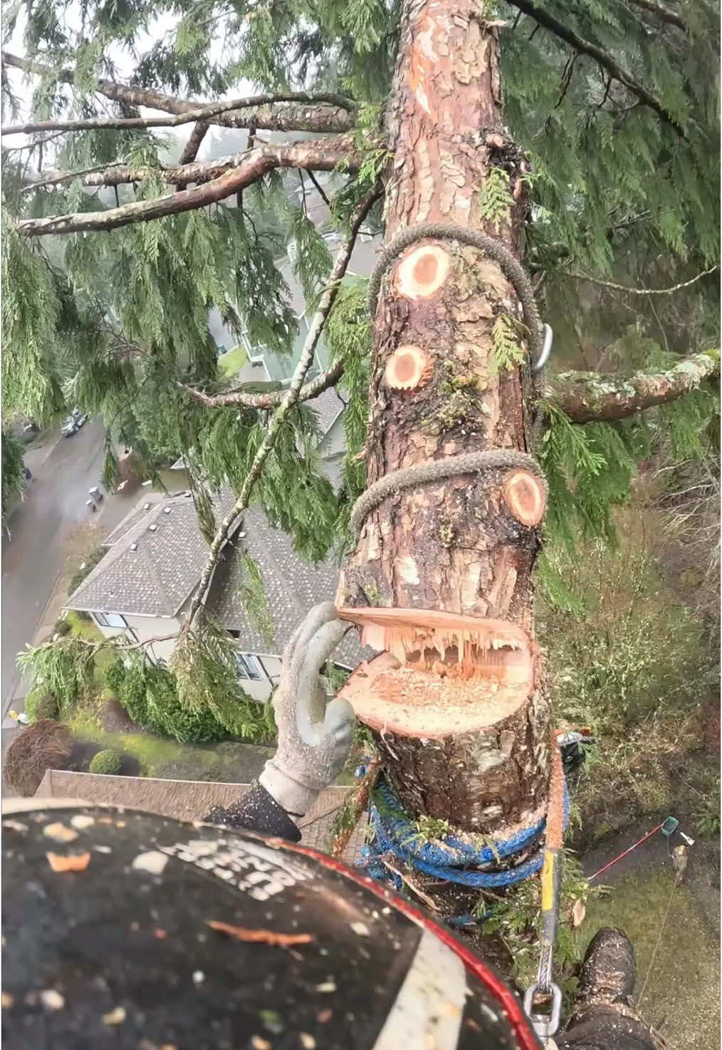 MASHER cedar removal! #fyp #treeremoval #treecutting #foryou #stihl #chainsaw #foryoupage #professional #treeclimber #logging #logger #hazardous #job #bluecollar #work #skilledtrades #dangerous #treework #treeservice #bigtree #pnwlife #viralvideo #powertools #DIY #rigging 