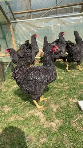 #fyp #viral_video #Kosovo 