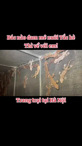 Nhà em sẵn các tháng tuổi phục vụ cho các bác có vốn từ 200k ạ!#tắckè #tắckehoa🐸🌻 #tắckèbắtmồi #tắckèhoa #xuhuong #tắckègiống 