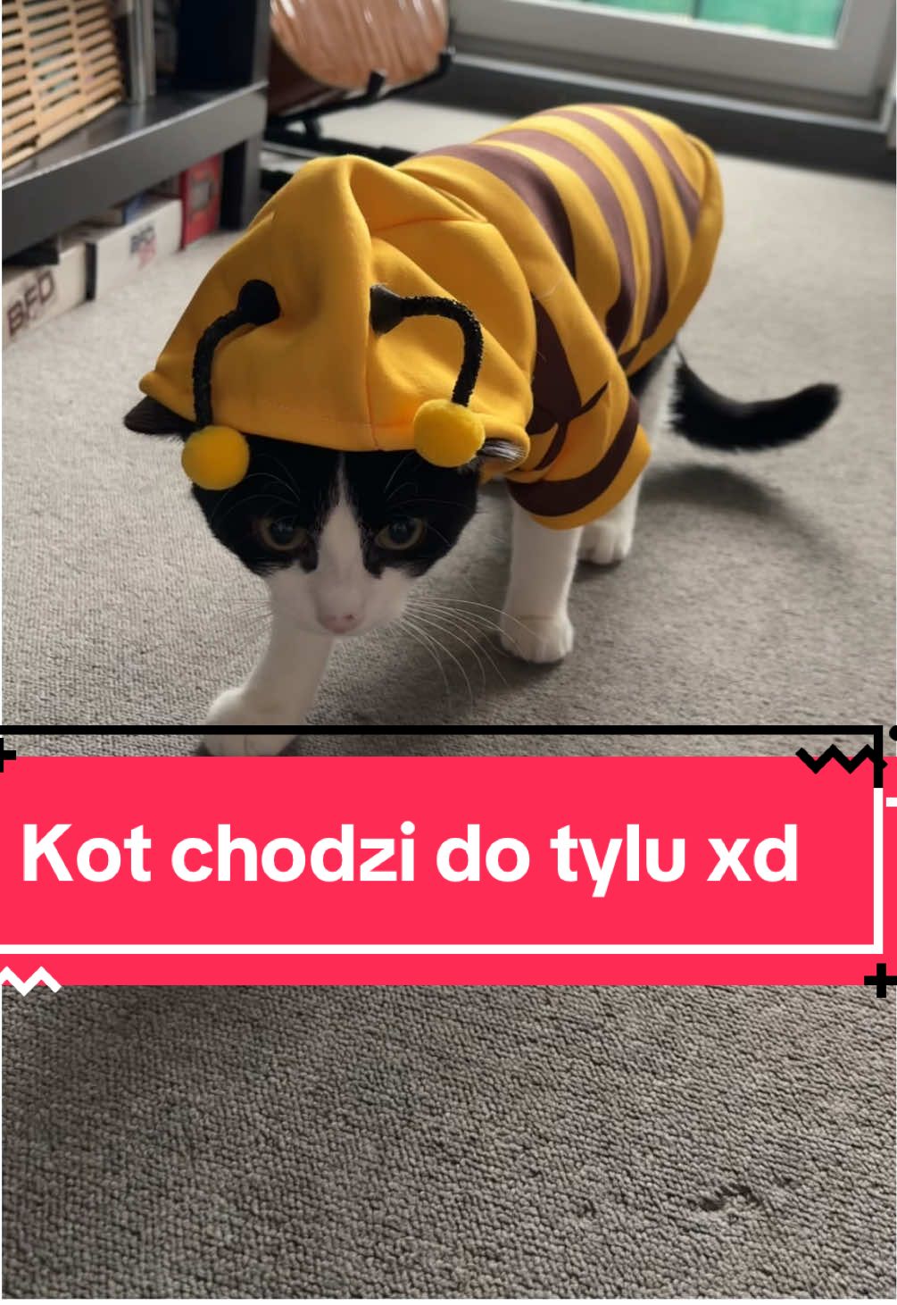 Kto mi do tyłu chodzi XD #dc #viral #tiktokviral #smieszne #koty #funny #funnyvideos 