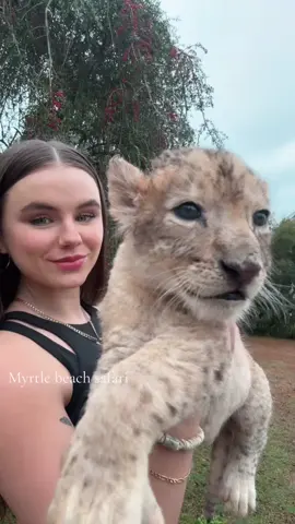 I will never stop singing this after the new mufasa movie❤️🦁☮️ • • • #lion #notpets #conservation #conservationist #babylion #animals #bigcats #savethelions #animals #riolilly #bigcats #cats #kittens #cubs #lioncub #baby #lionking #mufasa 