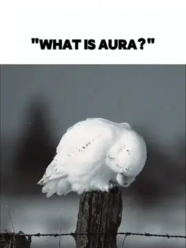 The true meaning of good and evil #owl #animalsoftiktok #aura #fyp #viralditiktok 