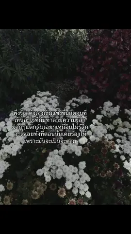#เธรด #fyp #tiktok #ฟีดดดシ #ฟีดเถอะขอร้อง #อย่าปิดการมองเห็น 