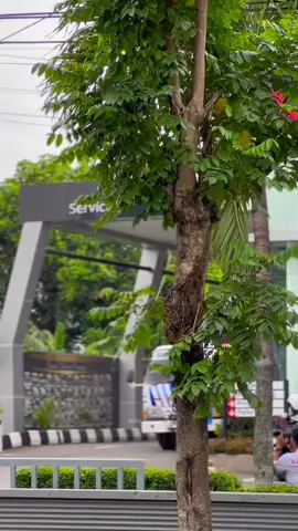 @Angie Siho #terimakasih #mitsubishikediri #sunstarmotorjatimbali #mitsubishimotors #mitsubishijawabali #pajerodakar #pajerosport 